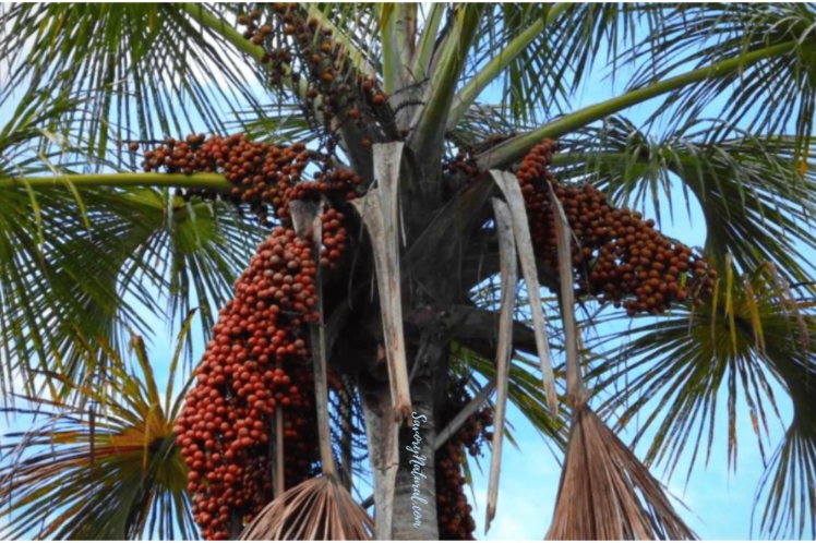 Batana palm