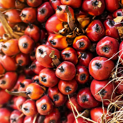 Batana fruit